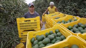 LA LIBERTAD: PROMUEVEN CULTIVO DE PALTA CERTIFICADA PARA EXPORTACIÓN