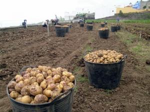 La Libertad, Puno, Ayacucho y Junín concentraron el 57.4% de la producción nacional de papa en mayo del 2021