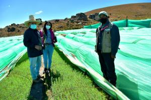 La Libertad: Vivero Herecre producirá más de 850 mil plantones de pinos que serán sembrados este año