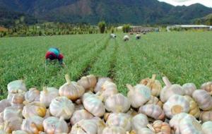 La mitad del ajo de Arequipa se malogra por no poder venderse