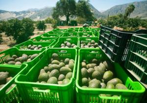 La oferta mundial de la palta ha crecido más rápido que la demanda mundial en los últimos años