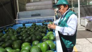 La palta Hass peruana más cerca de  Filipinas: Senasa recibe auditoría oficial para concretar la apertura del mercado asiático