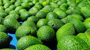 La palta peruana se prepara para su “prueba de fuego”