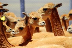 LA POSITIVA LANZARÍA UN SEGURO PARA ALPACAS Y VICUÑAS