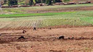 La Positiva protegerá a regiones que cuenten con el Seguro Agrícola Catastrófico en la campaña 2018/2019