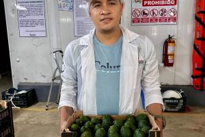 "La producción de palta en Perú disminuye un 30% en el norte y un 15% en el sur, sin embargo, estos resultados son mucho mejores que los de la campaña 2023”