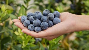 La Segunda Ola de la industria de los arándanos: adaptarse o quedarse atrás