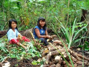 LA YUCA SE IMPONE A OTROS CULTIVOS POR RESISTIR MEJOR AL CAMBIO CLIMÁTICO