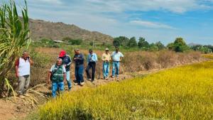 Lambayeque: definieron fechas de siembra para la campaña complementaria de arroz en el Valle Zaña