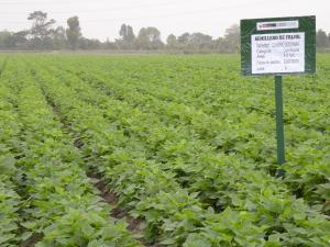 LAMBAYEQUE: DISTRIBUIRÁN SEMILLAS RESISTENTES ANTE EL NIÑO