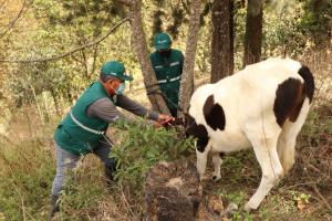 Lambayeque: identificación de porcinos y bovinos registra un avance de más del 70%