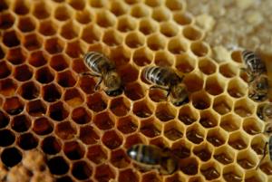 LAMBAYEQUE INCREMENTARÍA PRODUCCIÓN DE MIEL DE ABEJA ORGÁNICA EN 25%