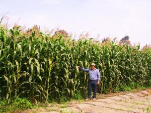 LAMBAYEQUE: INIA INVESTIGA NUEVAS VARIEDADES DE MAÍZ RESISTENTES A SEQUÍAS