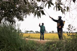 Lambayeque: productores de Pítipo, Batán Grande y Mesones Muro se benefician con Supresión de moscas de la fruta