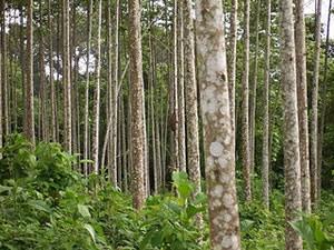 LANZAN PORTAL DE DIRECCIÓN EJECUTIVA FORESTAL Y DE FAUNA SILVESTRE 