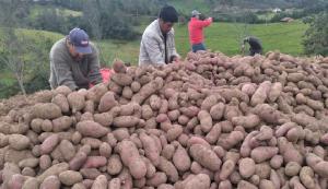 Lima, La Libertad e Ica participan con el 40.5% del VBP agropecuaria entre enero y octubre de 2023