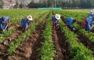 Lluvias favorecen disponibilidad hídrica para cultivos en la sierra centro y sur