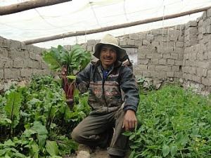 LOGRAN CULTIVAR EN ZONAS DE BAJAS TEMPERATURAS