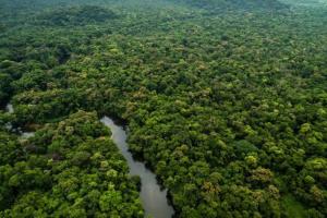 Loreto es el departamento con mayor zonificación forestal del país