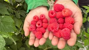 Los frutos rojos: ¿la próxima gran oportunidad para la agoexportación peruana?