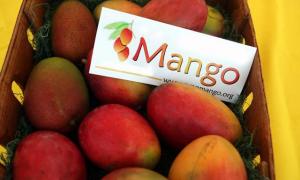 MACRO REGIÓN NORTE: AUMENTAN ENVÍOS DE MANGOS Y CAEN LOS DE ESPÁRRAGOS  