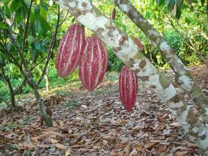 MADRE DE DIOS ALISTA PLAN ESTRATÉGICO DEL CACAO