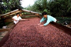 MADRE DE DIOS: PRODUCCIÓN DE CACAO AUMENTARÍA MÁS DE 65%