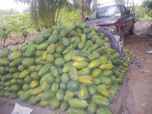 MADRE DE DIOS: PRODUCTORES DE PAPAYA PIERDEN S/. 2 MILLONES POR EL PARO