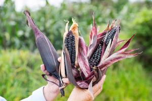 Maíz morado INIA 601 posee mayores propiedades de antioxidantes