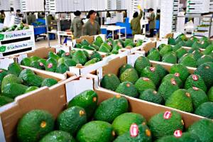 Malasia autoriza el ingreso de Palta Hass peruana a sus mercados