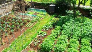 Malnutrición y opciones de intervención desde la agricultura