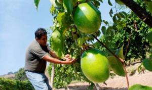 Maracuyá, alternativa de diversificación productiva frente al ataque del Fusarium R4T en banano orgánico de Piura