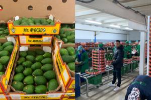 Marruecos batirá otro récord de exportación de palta en temporada 2023/2024