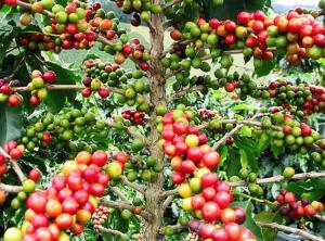 MÁS DE 2 MILLONES DE PERSONAS SON PARTE DE CADENA PRODUCTIVA DEL CAFÉ