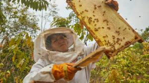 Más de 250 apicultores diversifican su economía con la producción de miel de abeja en el VRAEM