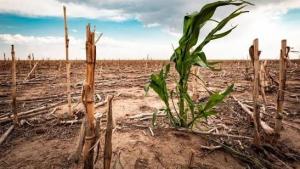 Más de 3.5 millones de hectáreas agrícolas de la sierra y selva enfrentarán déficit hídrico
