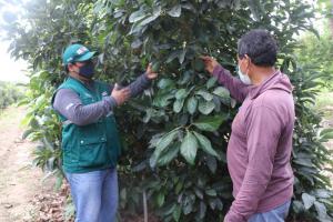 Más de 5 mil pequeños productores hortofrutícolas serán beneficiados con etapa de supresión de la mosca de la fruta