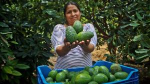 Más de 80 mil hectáreas de palta Hass existen en Perú