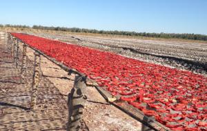 Más del 50% de las alertas sanitarias en Europa y Estados Unidos fueron por presencia de contaminantes en la páprika importada