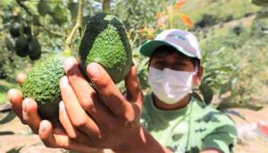 MCFruits arranca envío de paltas a Asia, pero cosecha todavía no recupera volumen