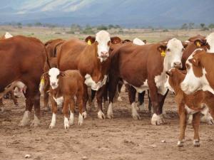 Mejoramiento Genético Animal: 960 embriones congelados serán incorporados como núcleo genético en regiones