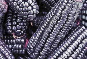 Mejorarán producción de maíz morado para satisfacer demanda de Estados Unidos y Europa