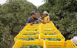 MEJORES PRECIOS EN EE.UU. POR PALTA HASS PODRÍAN CAMBIAR PLANES DE EXPORTADORES