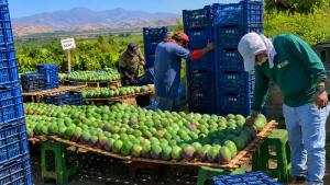 “Menos mango no siempre significa menos oportunidad comercial”
