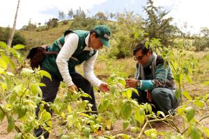 Mercados europeos demandan rocoto cajamarquino