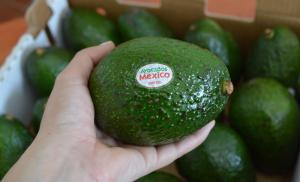 México produciría 2.75 millones de toneladas de palta este año