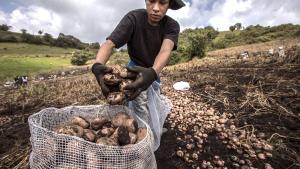 Midagri: Abastecimiento de alimentos en 2020 fue superior en 1.3% respecto al año previo pese a la pandemia