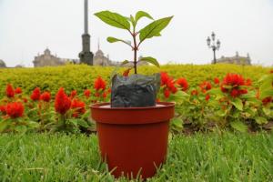 Midagri descifra ADN de árbol de la quina para producir plantones de élite