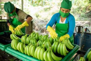 Midagri en alianza con el IICA, Senasa, Bureau Veritas y el apoyo del USDA-FAS de Estados Unidos, capacitarán en inocuidad de productos agrícolas frescos