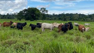 Midagri impulsa la Ganadería Sostenible con el I Congreso Internacional de Brangus Perú 2025